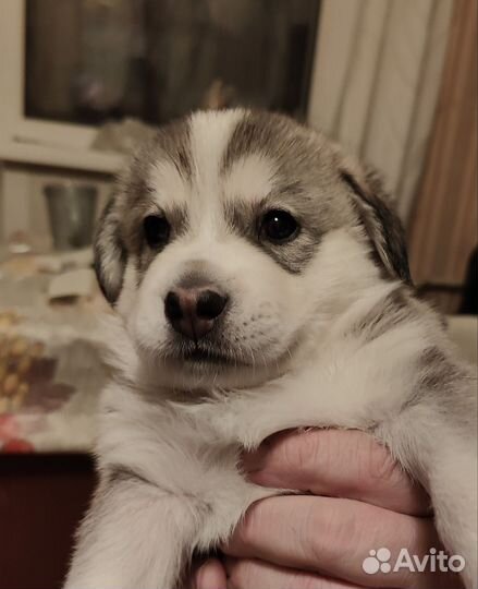 Щенки 