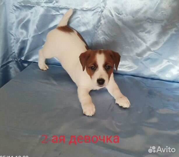 Щенки джек рассел терьер