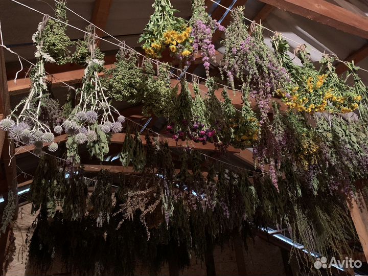 Лекарственные травы