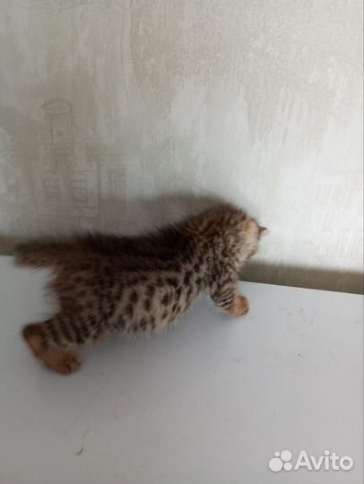 Бенгальская