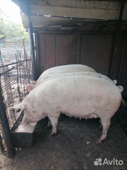 Свиноматки