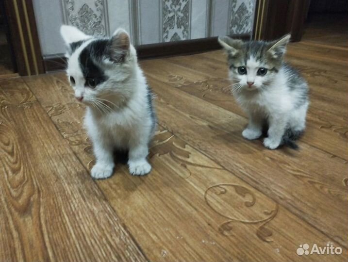 Кошка в дар бесплатно