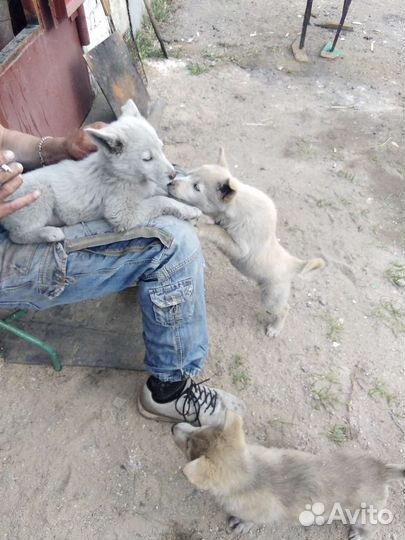 Собака в добрые руки отдам бесплатно