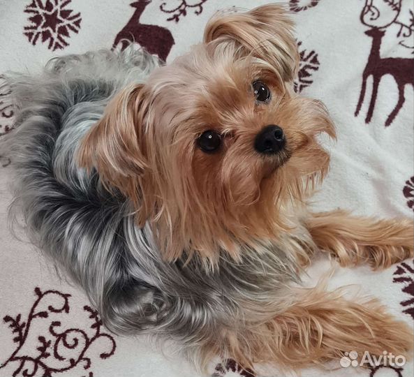 Йоркширский терьер мини беби фейс