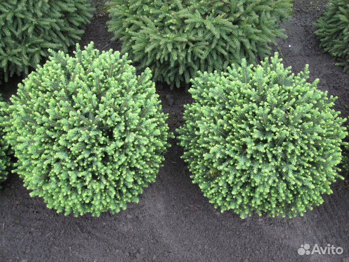 Сербская ель Карел (Karel)