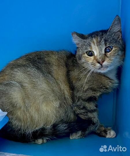 Выпуск трехлапую, одноглазую, с откусанным ухом