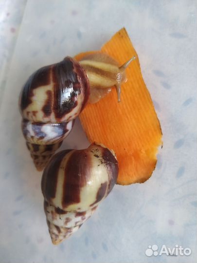 Лимиколярия Караколус