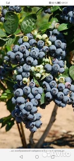 Голубика садовая саженцы