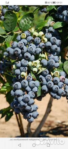 Голубика садовая саженцы