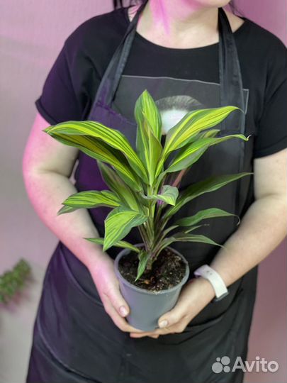 Кордилина киви d12