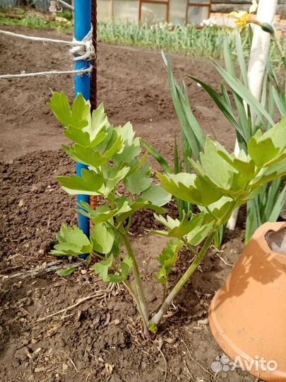 Любисток-пряное растение