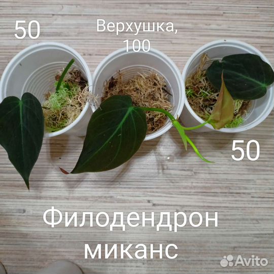 Филодендроны, эпипремнумы, вариегатные растения