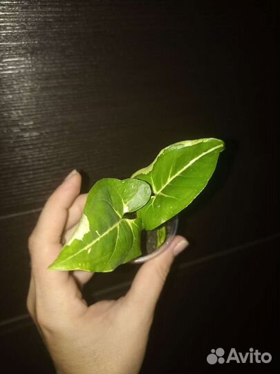 Сингониум панда