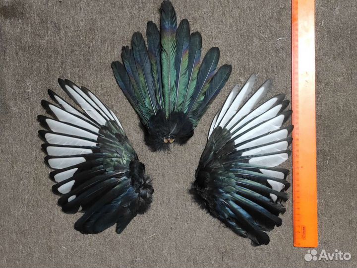 Крылья птицы