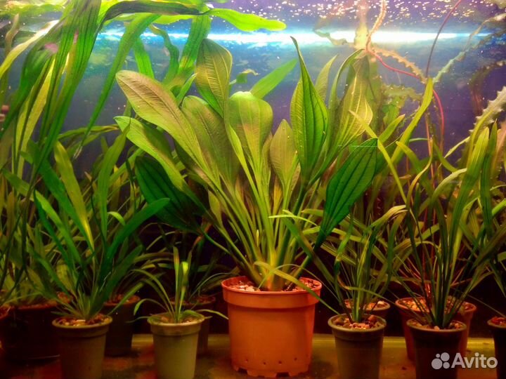 Лучшая коллекция эхинодорусов Екатеринбурга