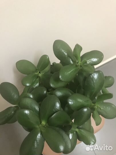 Денежное дерево