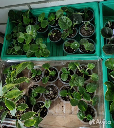 Листья фиалок