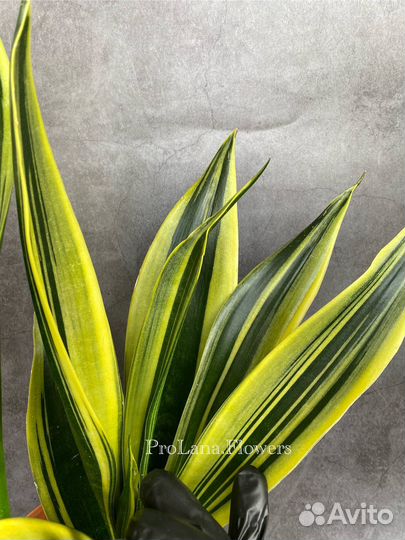 Сансевиерия