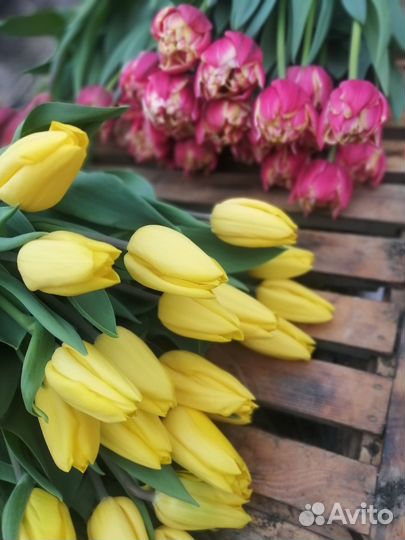 Тюльпаны к сезону 2024г. Бронь, ассорт сортов