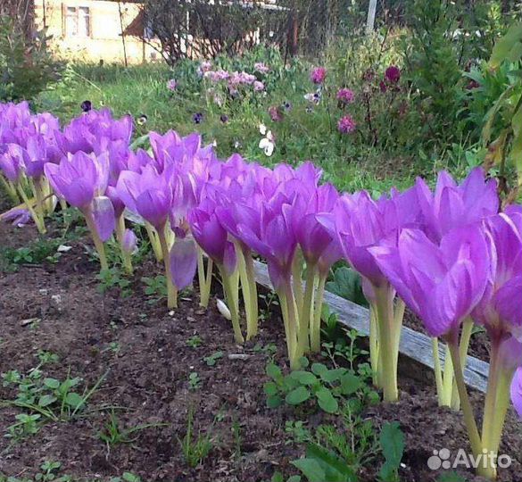 Луковицы безвременника