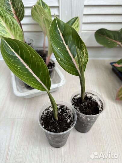 Аглаонема детки