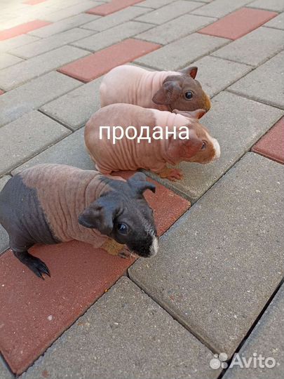 Морская свинка скинни