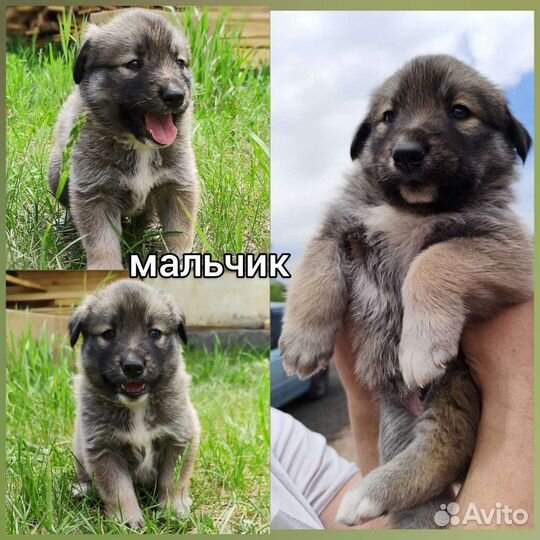 Отдам бесплатно