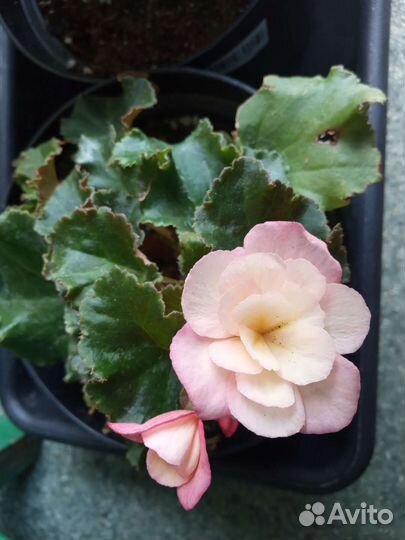 Бегонии Элатиор