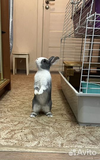 Карликовый кролик
