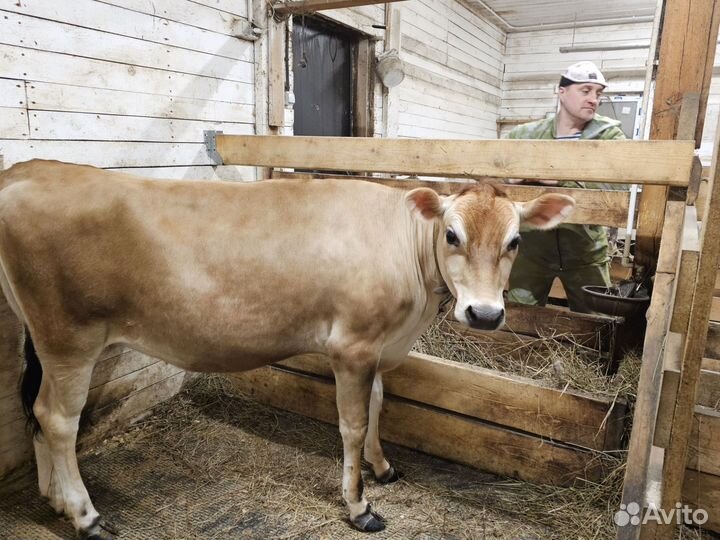 Тёлка Джерси