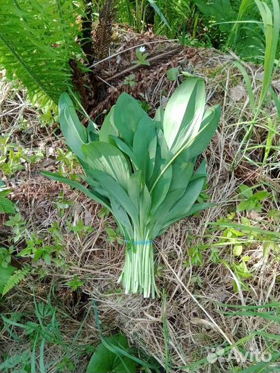 Черемша свежая