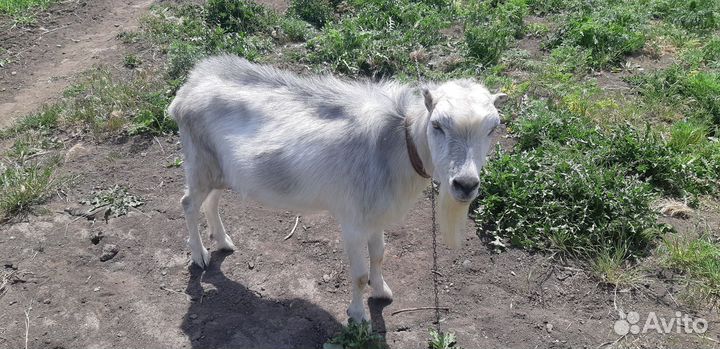 Козлы Ламанча для покрытия коз и продажа