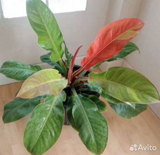 Филодендрон Ред Мун red moon