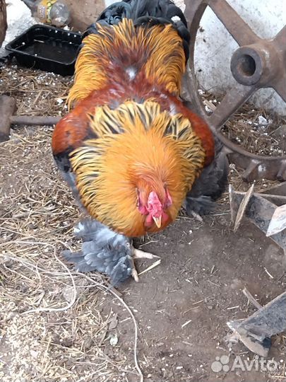 Петух брама