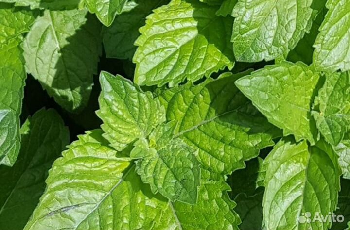 Мята несколько сортов. Тимьян / чабрец