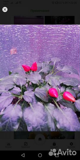 Семена острого комнатного перца (5шт)