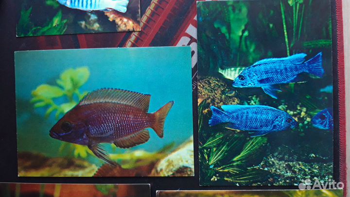 Рыбки аквариумные - набор открыток 25шт