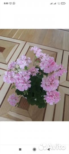 Герань пеларгония