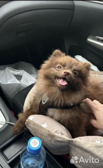 Немецкий шпиц мини вязка