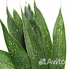 Комнатные цветы растение Аспидистра Милки Вэй