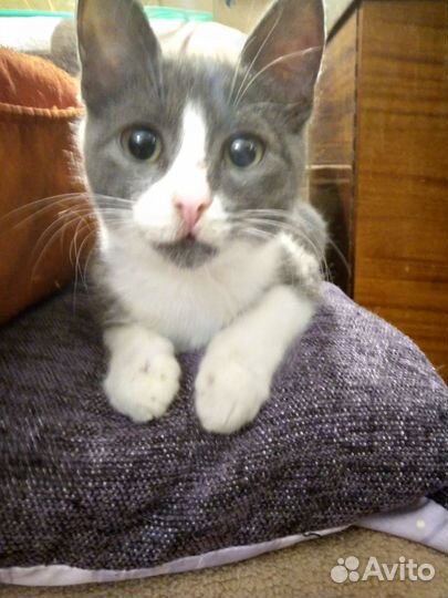 Передержка кошек