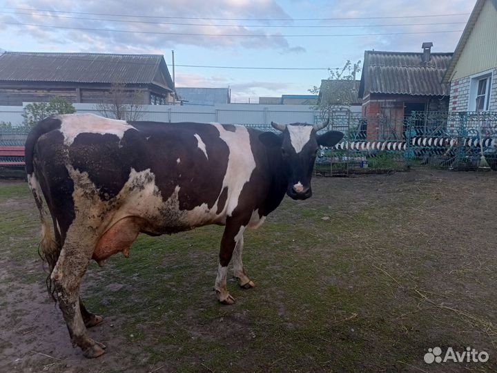 Продается Корова