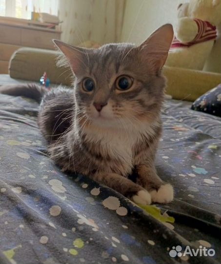 Кот в добрые руки