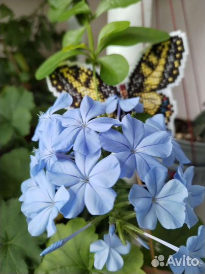 Комнатные цветы