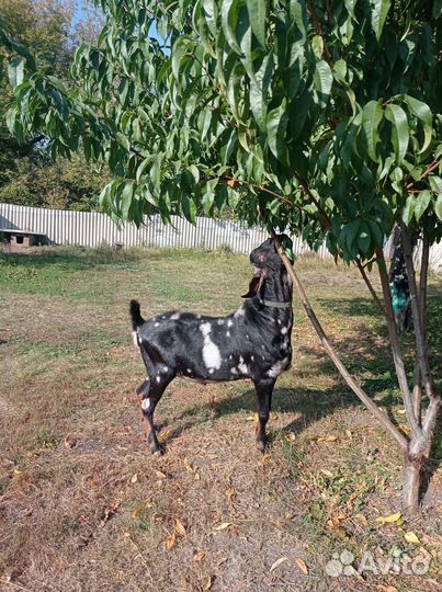 Нубийский козел