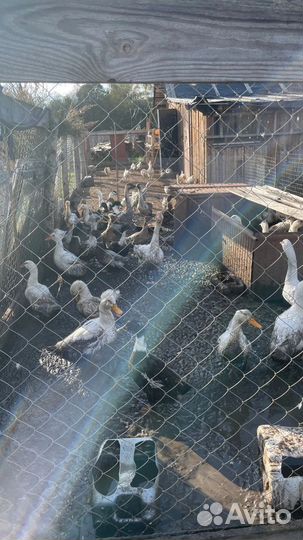 Утки, Поросята, Свиноматки, гуси, куры. Трактора