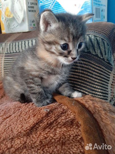 Котёнок - мальчик