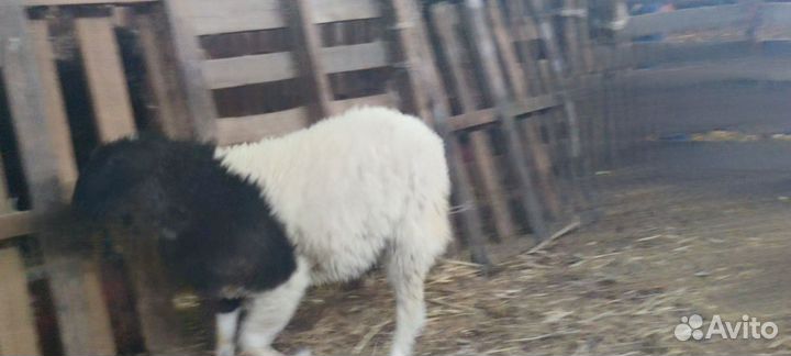 Баранчики дорпер