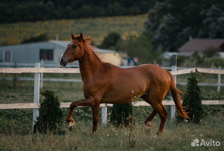 Лошадь на продажу