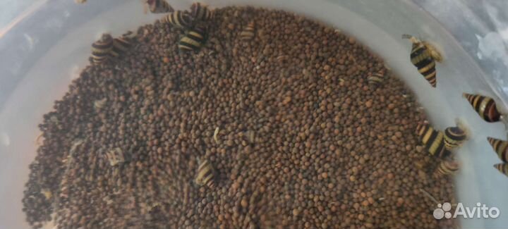 Улитка хелена